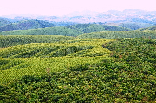 Cadeia Carvão Cortada2