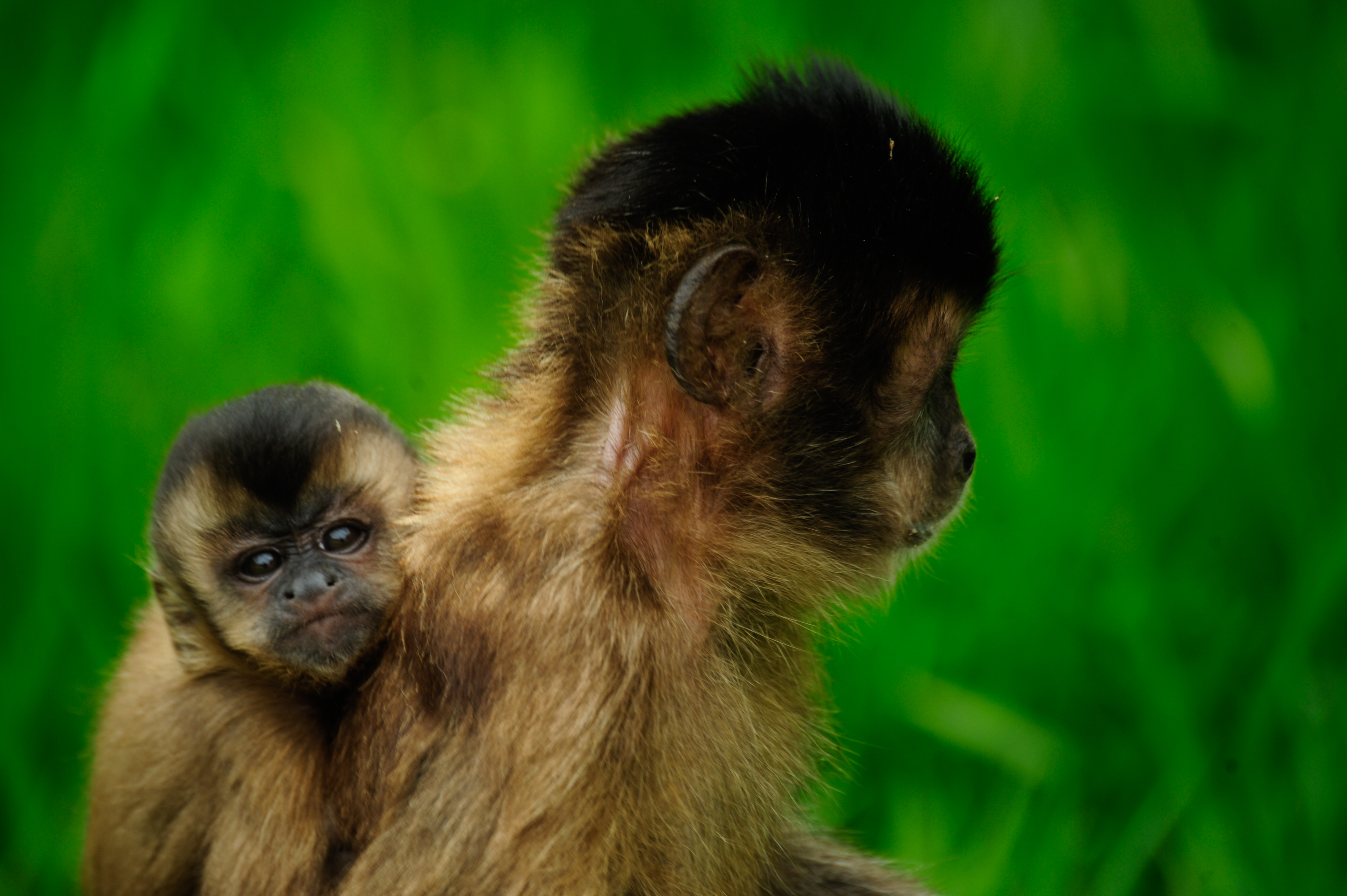 Macaco Prego