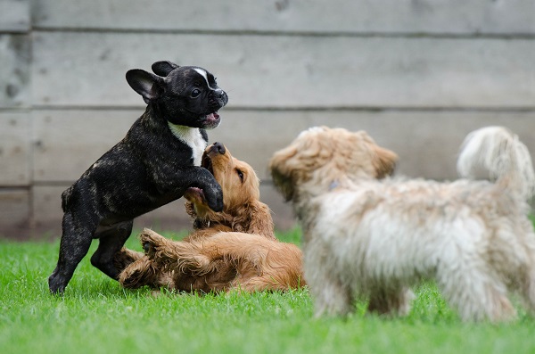 Cachorros_interna